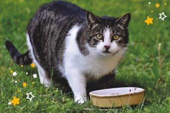 Alimentos dañinos para gatos