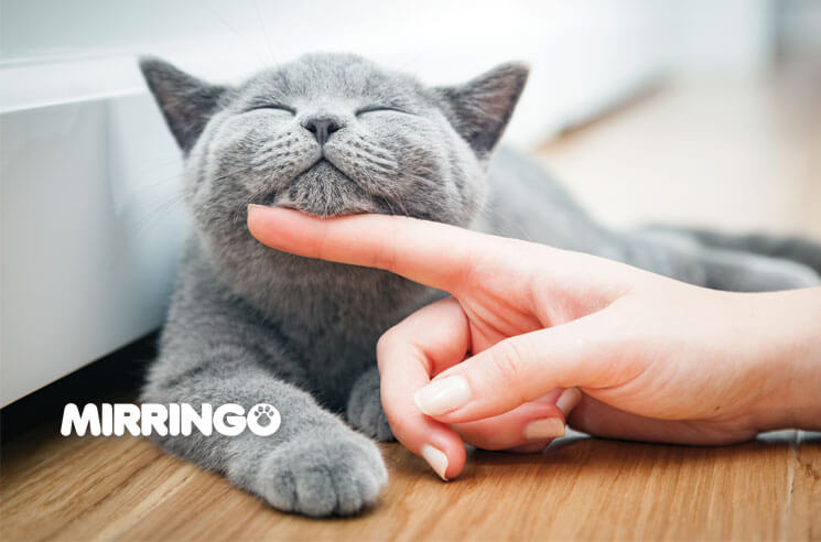 Pensando cómo hacer feliz a tu gato