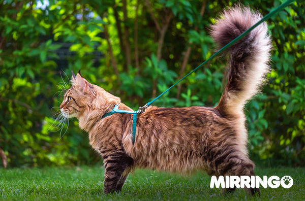 Llevar o no al gato al parque