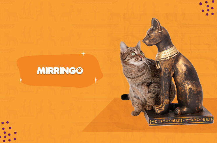 La historia en los gatos 