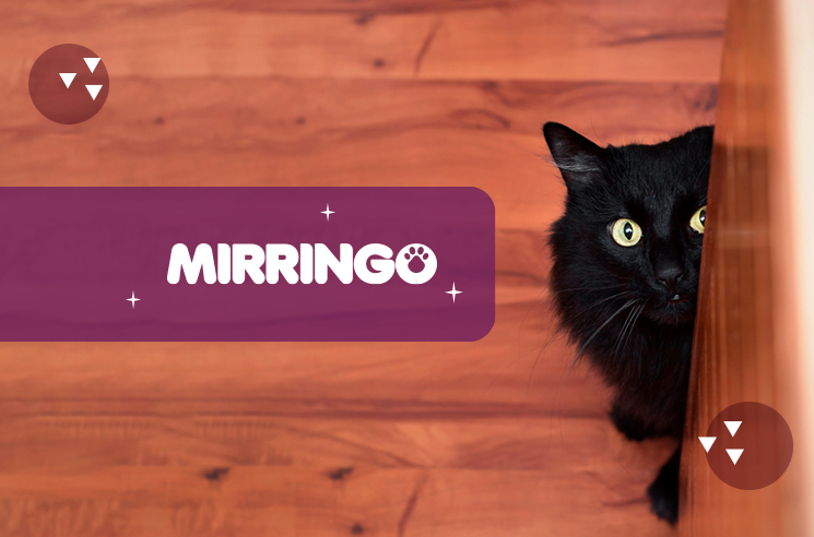 6 mitos sobre gatos