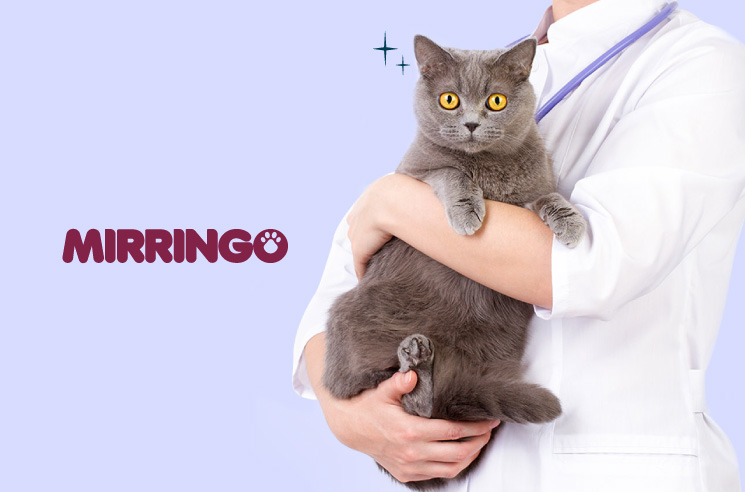  la esterilización de tu gato