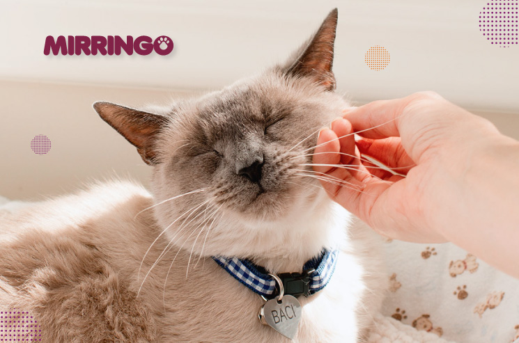 Adoptar gatos adultos 