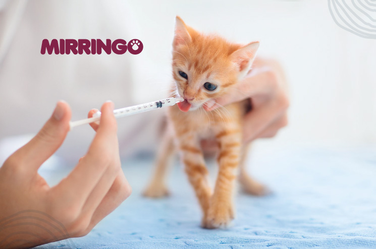 Sesión plenaria nariz Santo Cómo darle medicamentos a mi gato | Efecto Mirringo