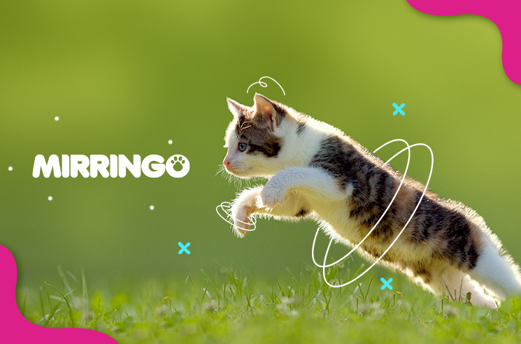 Curiosidades del gato