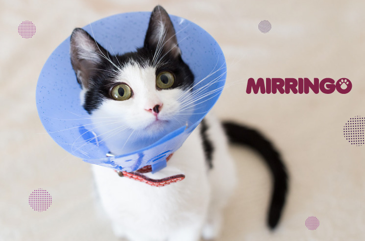 Post operatorios en gatos 