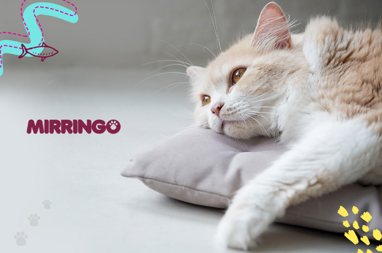 Problemas digestivos en gatos 
