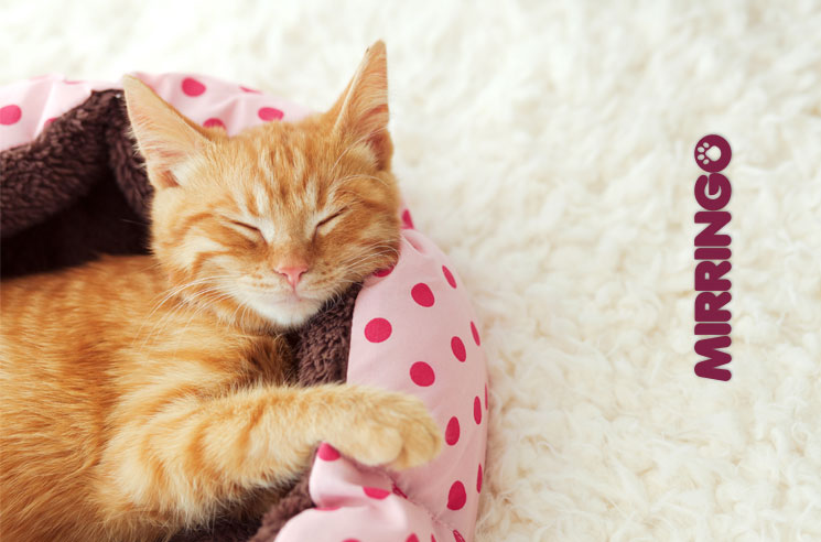Pícola una gatita con cáncer oral