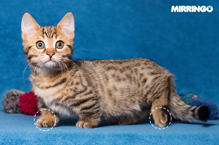 Razas de gatos más populares y las menos populares