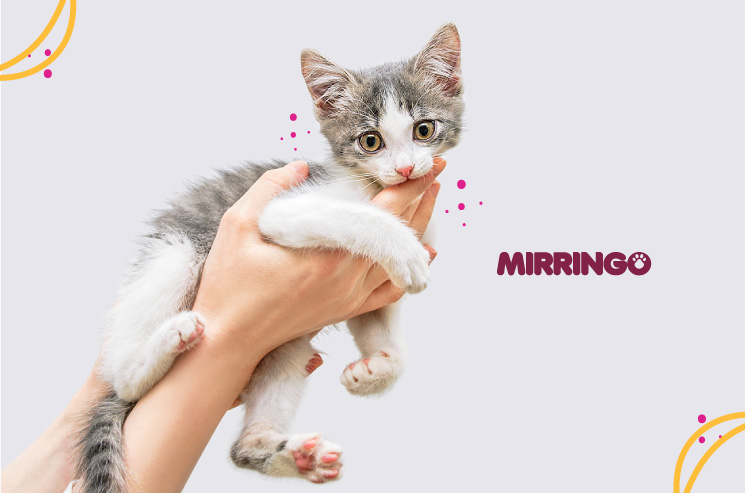 Los gatos tienen dientes de leche