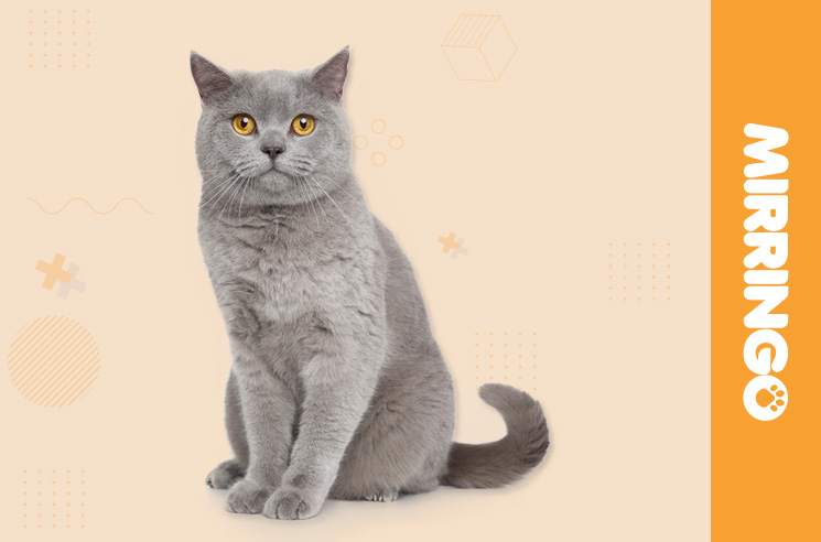 Acupuntura para gatos