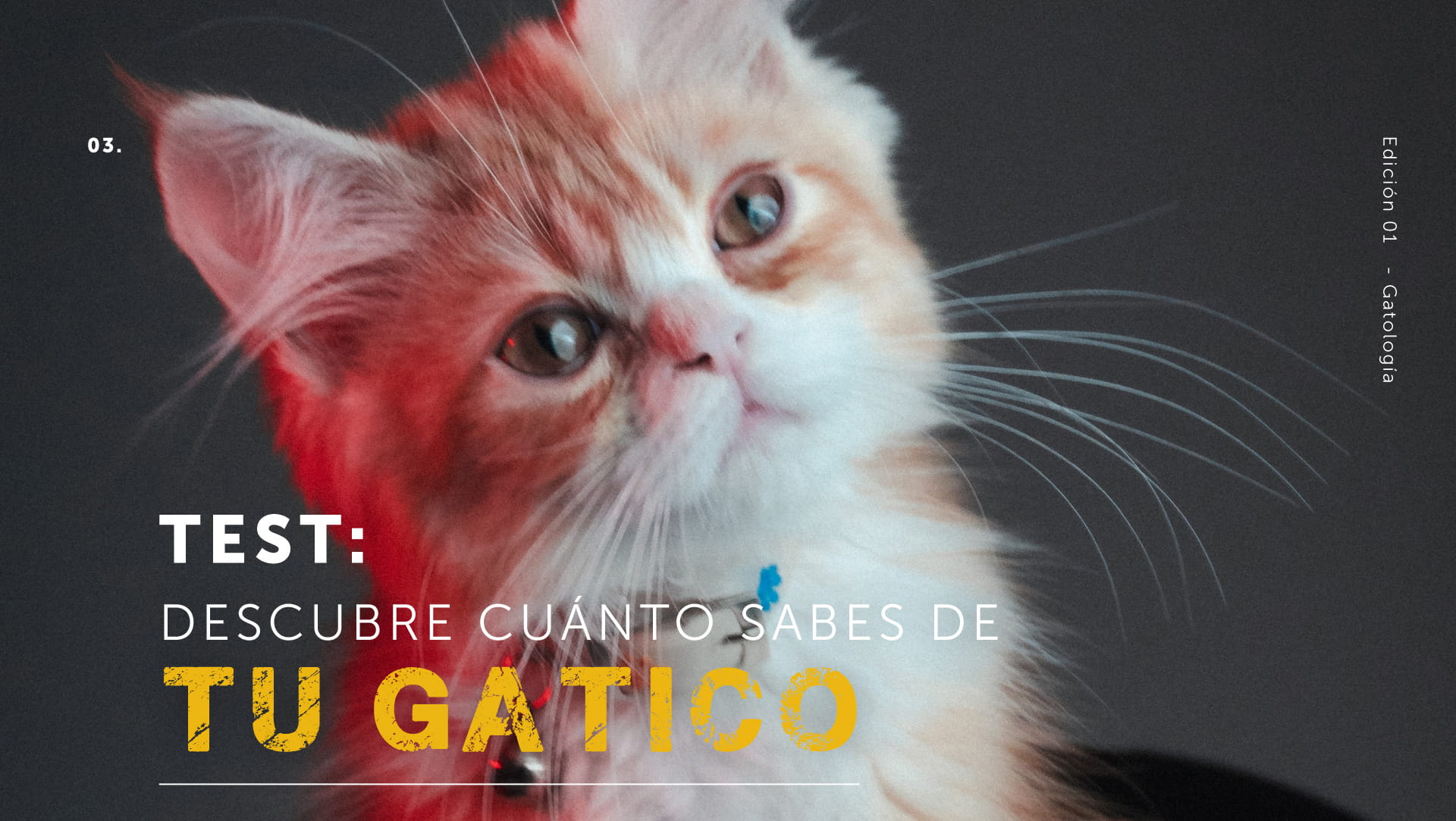  cuánto sabes de tu gatico