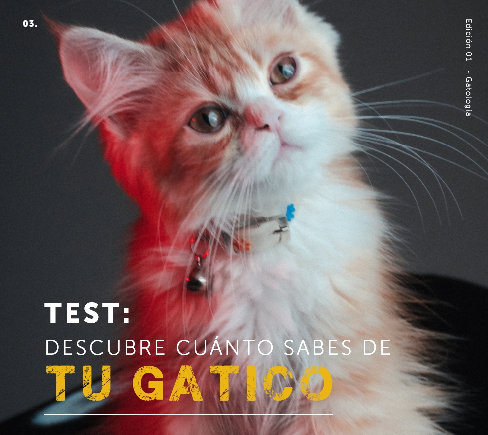  cuánto sabes de tu gatico