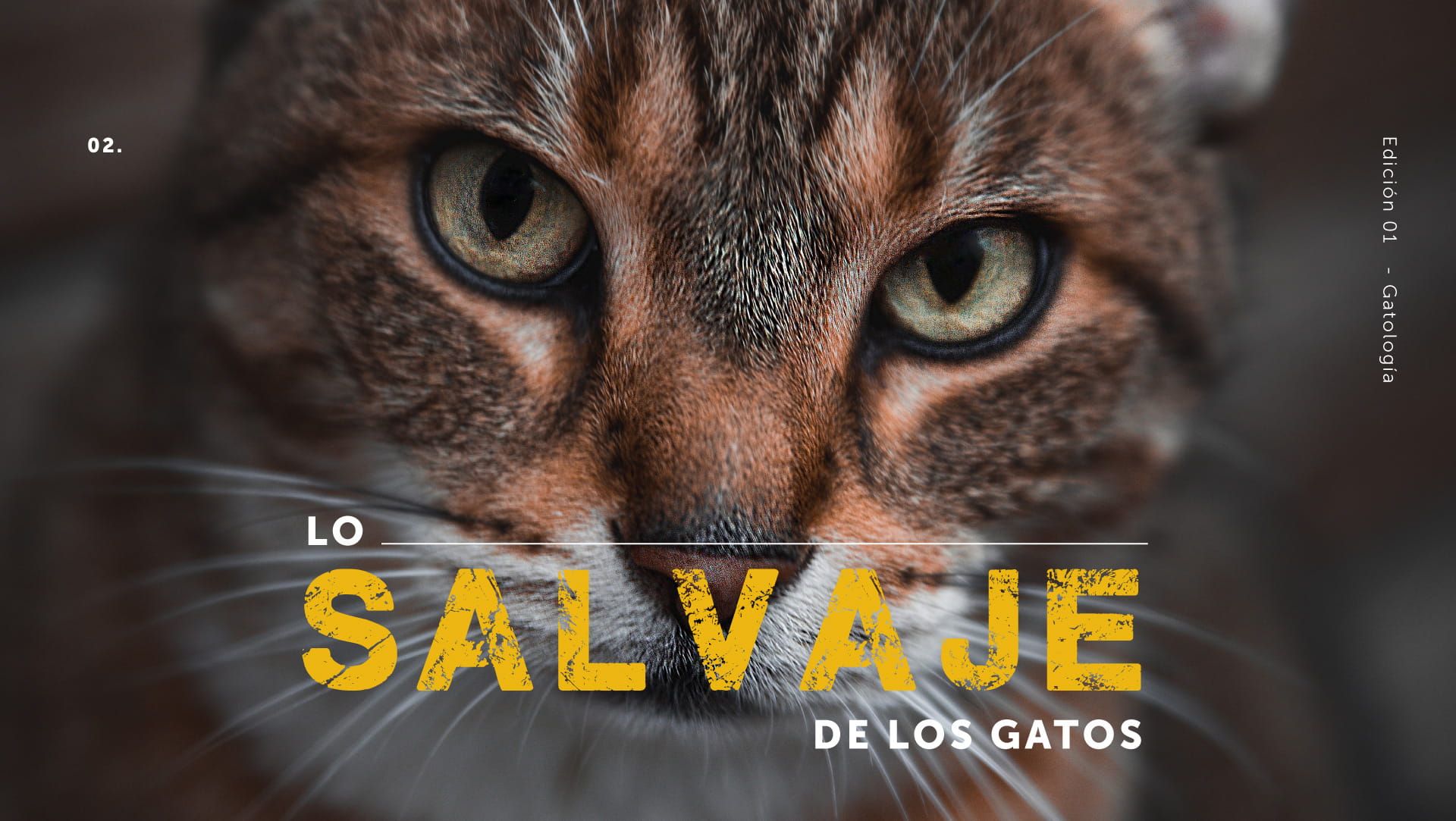 Lo salvaje de los gatos