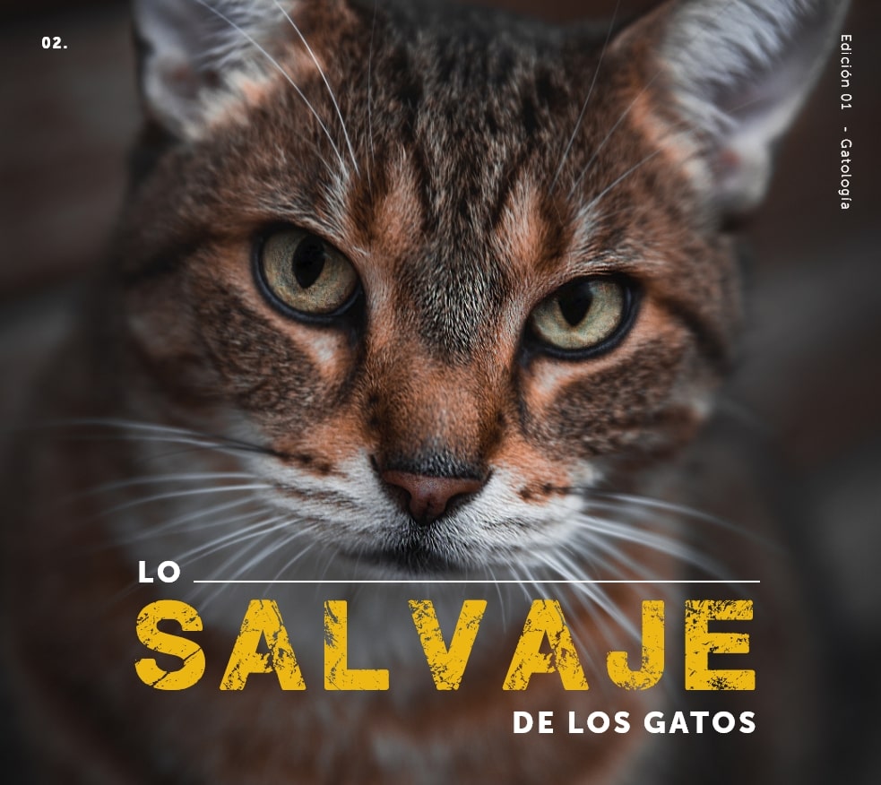 Lo salvaje de los gatos