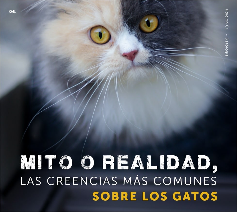 Mito o realidad creencias comunes de los gatos