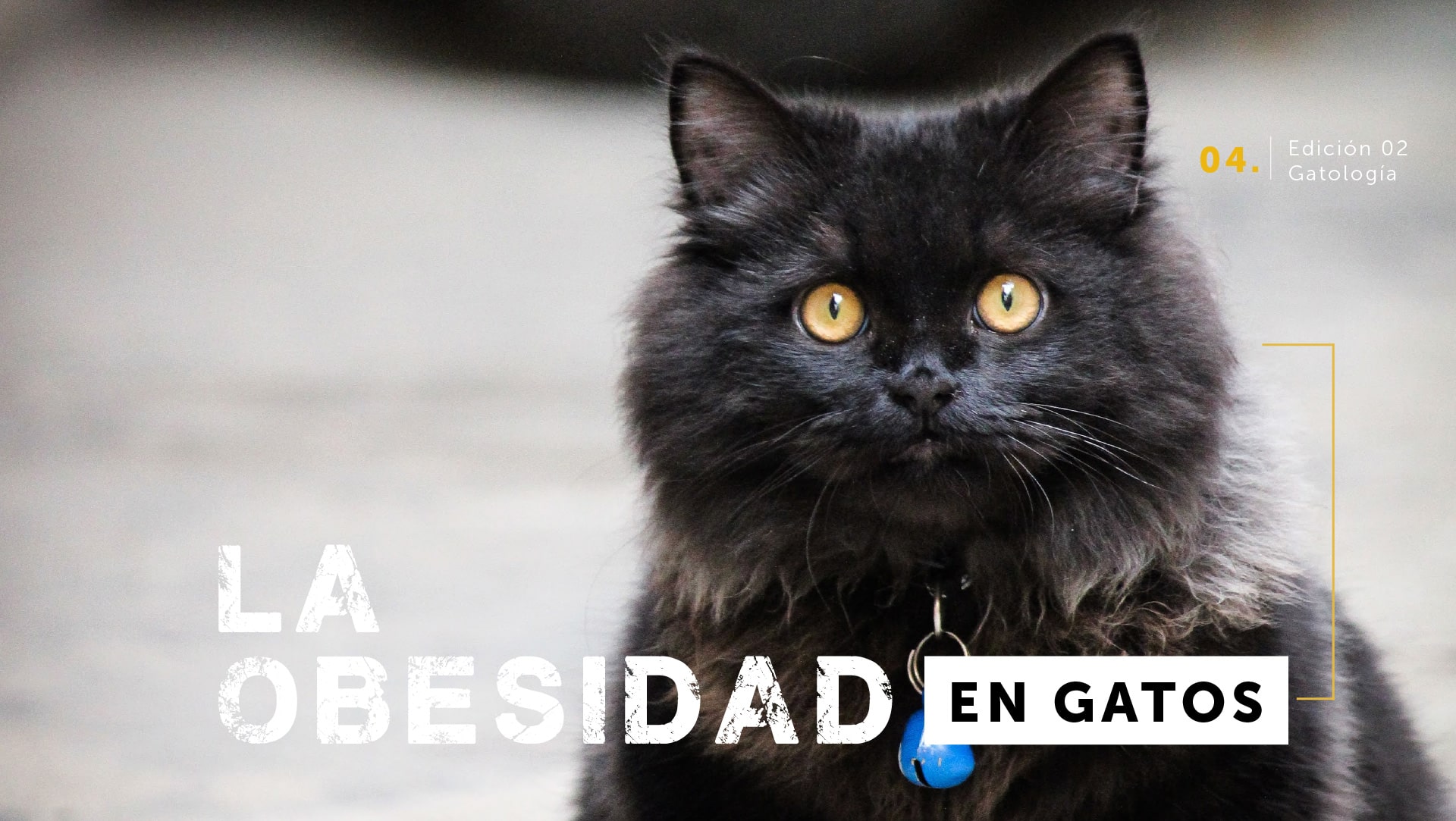 La obesidad en gatos