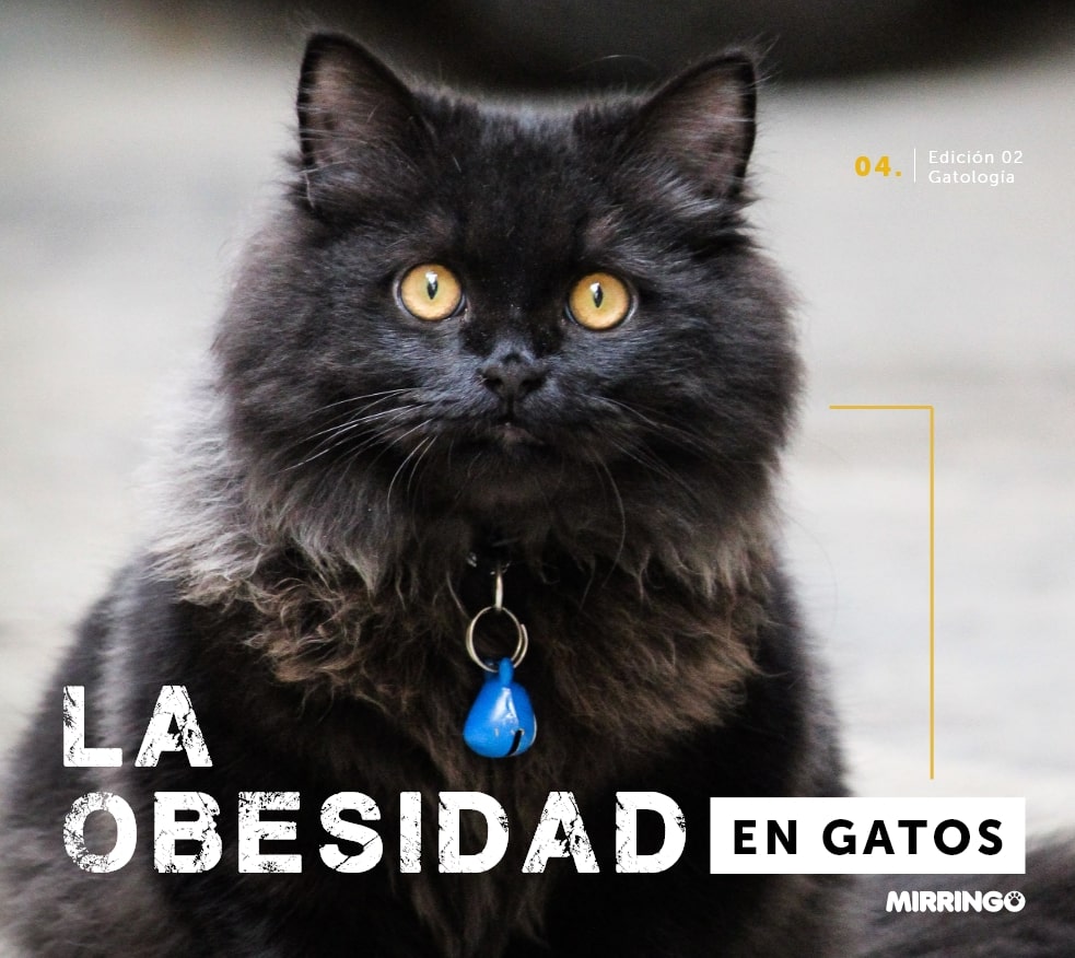 La obesidad en gatos