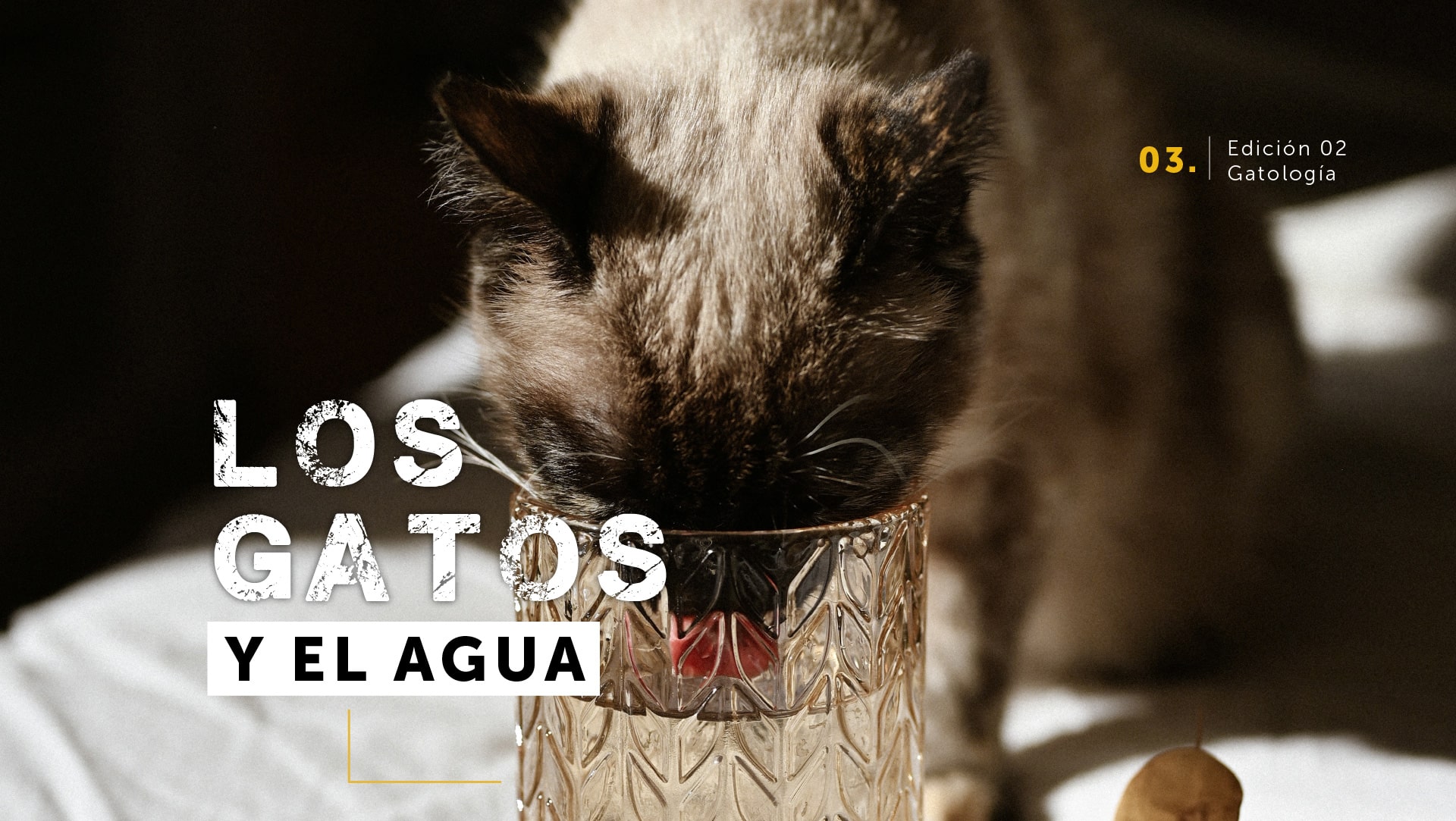 Los  gatos y el agua