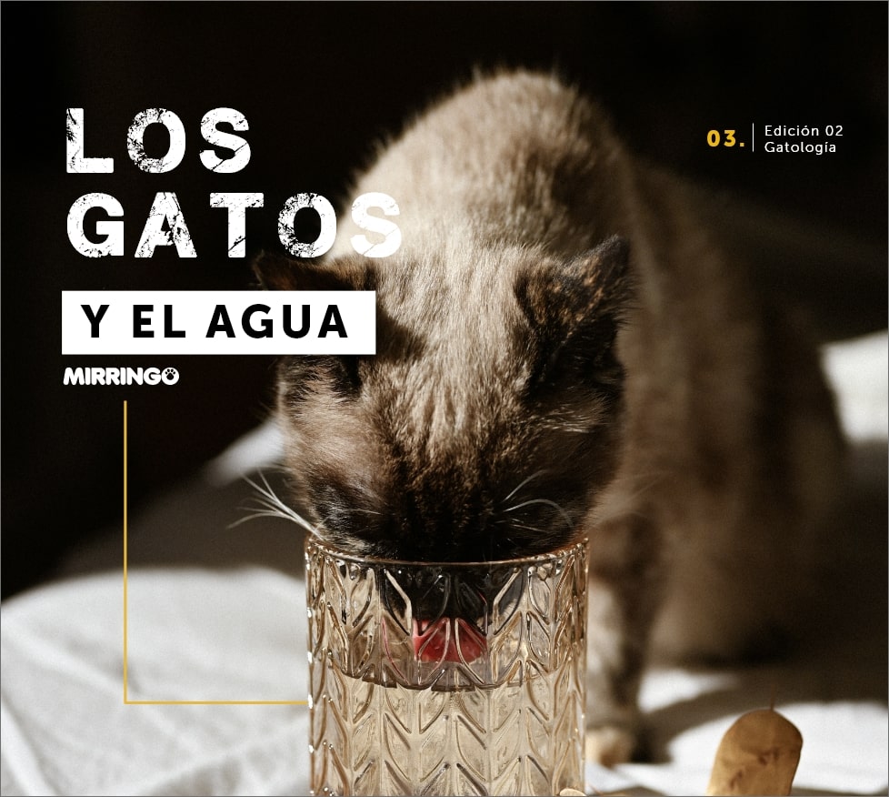 Los  gatos y el agua