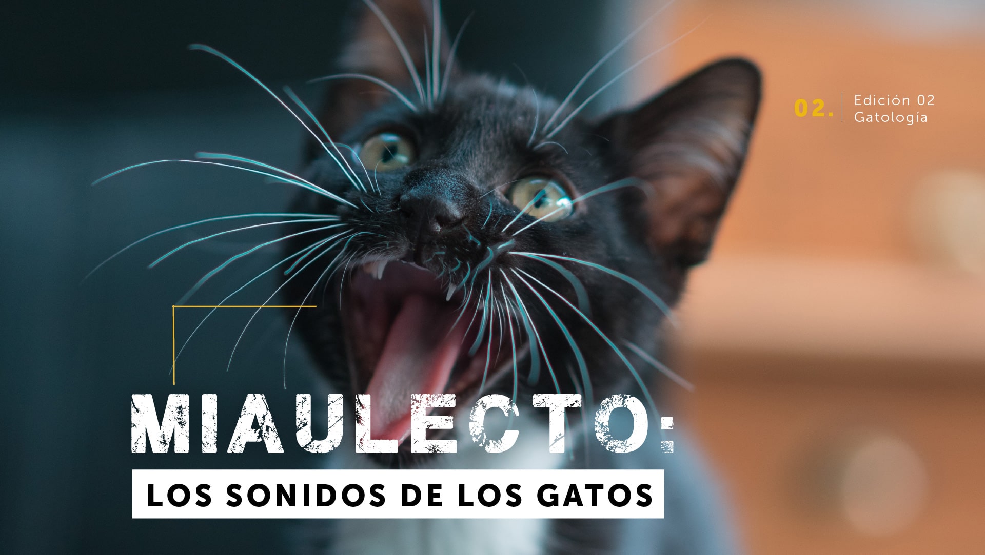 miaulecto: los sonidos de los gatos