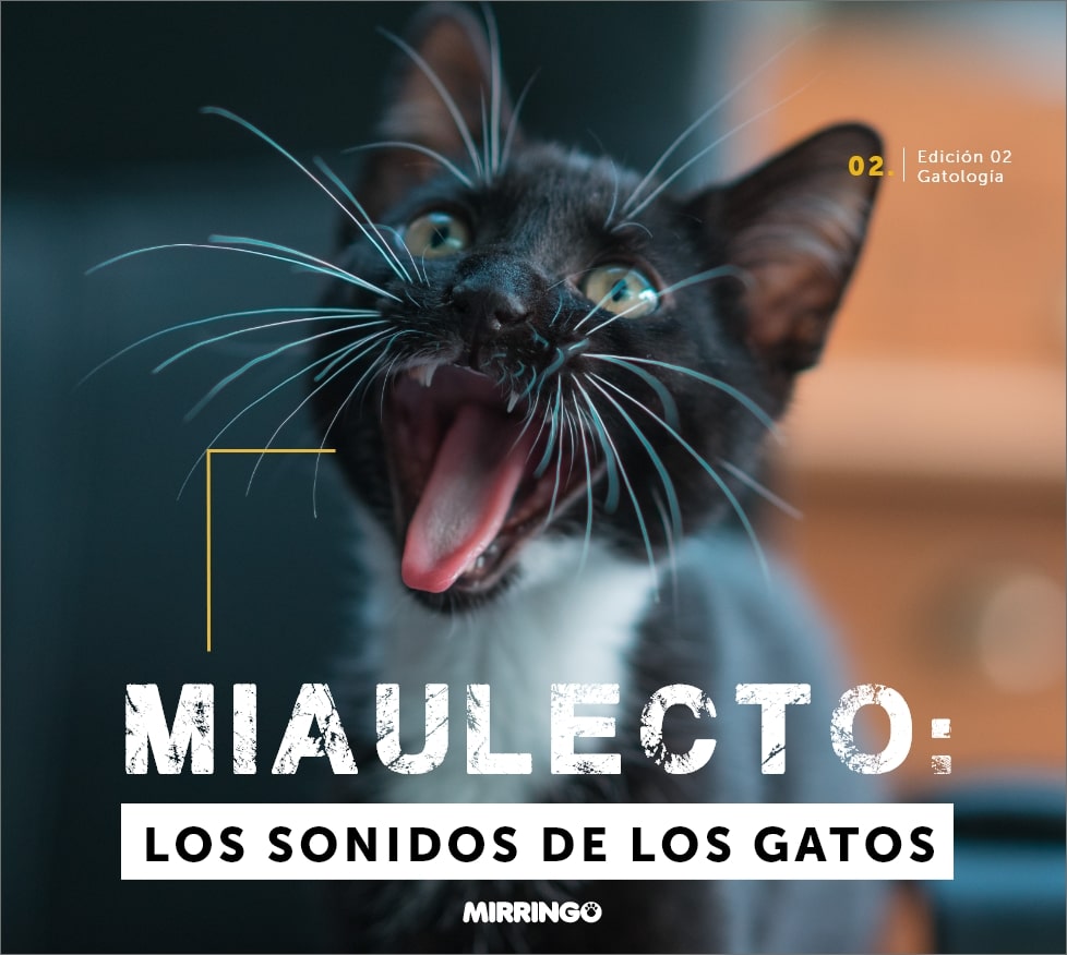 miaulecto: los sonidos de los gatos
