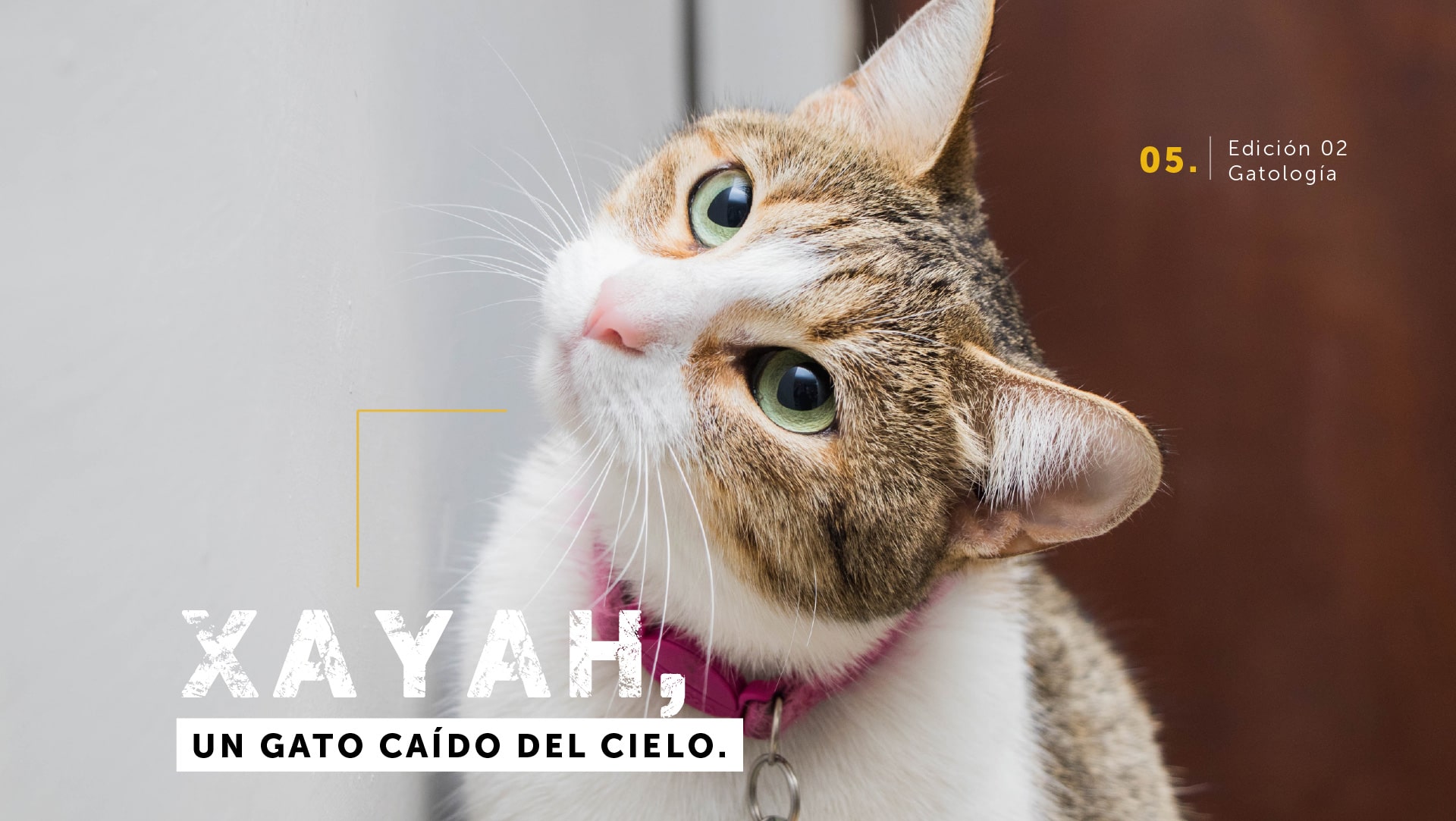 Xayah, un gato caído del cielo