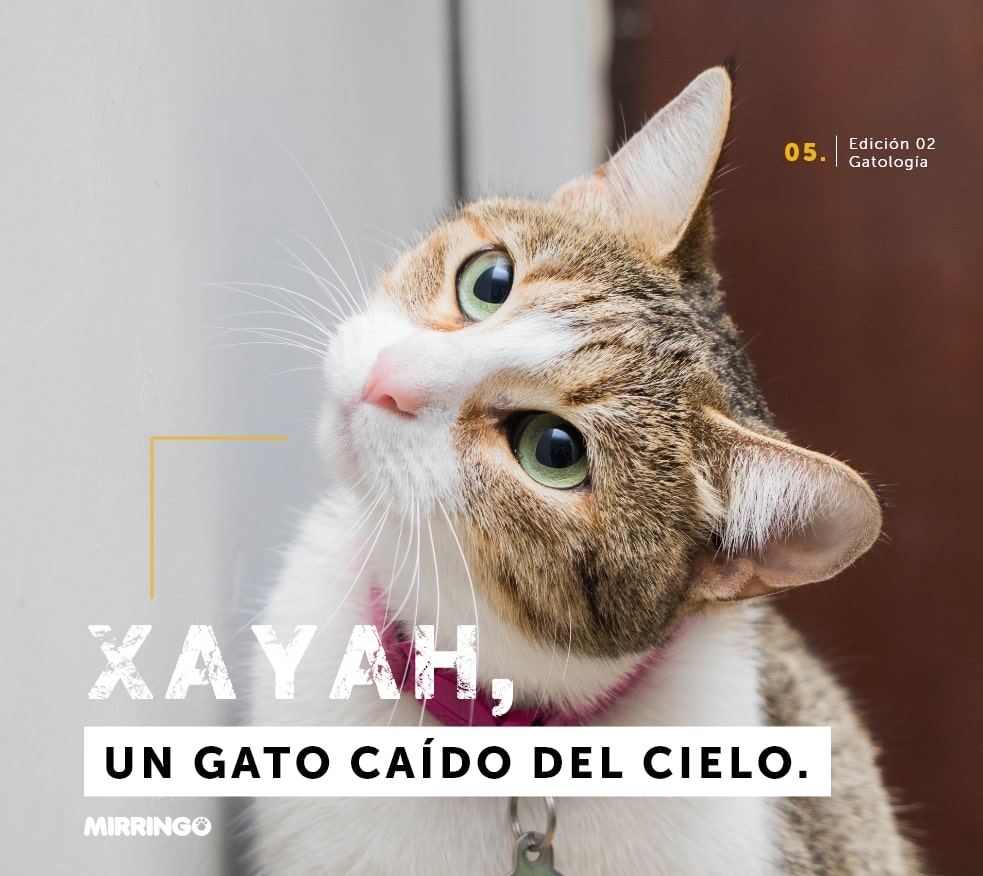 Xayah, un gato caído del cielo