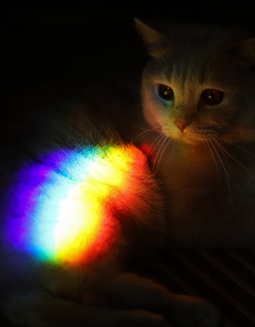 Gato arcoiris