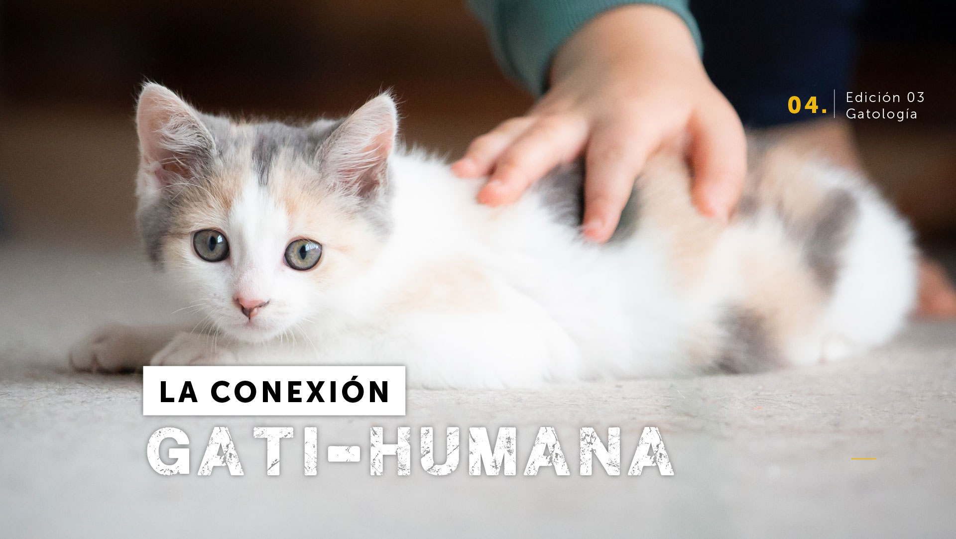 La conexión gati-humana