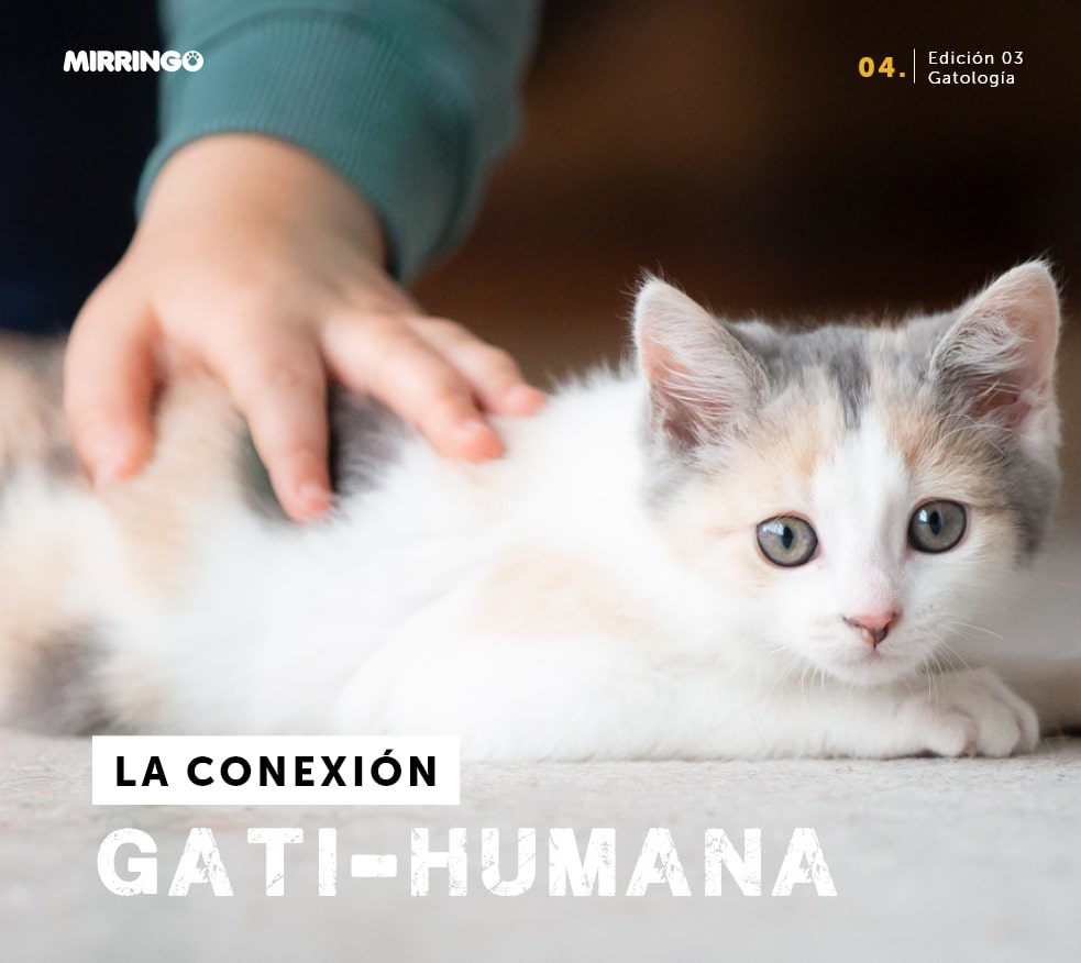 La conexión gati-humana