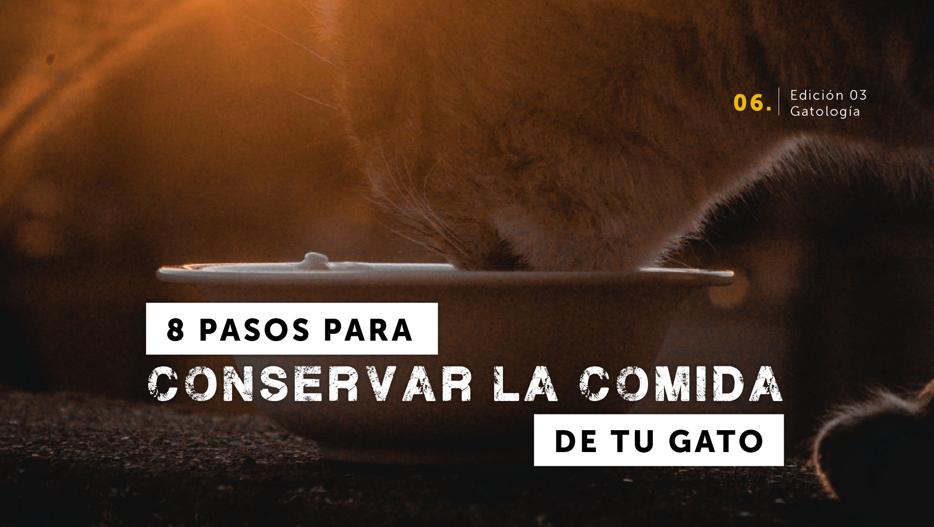 8 pasos para conservar la comida de tu gato