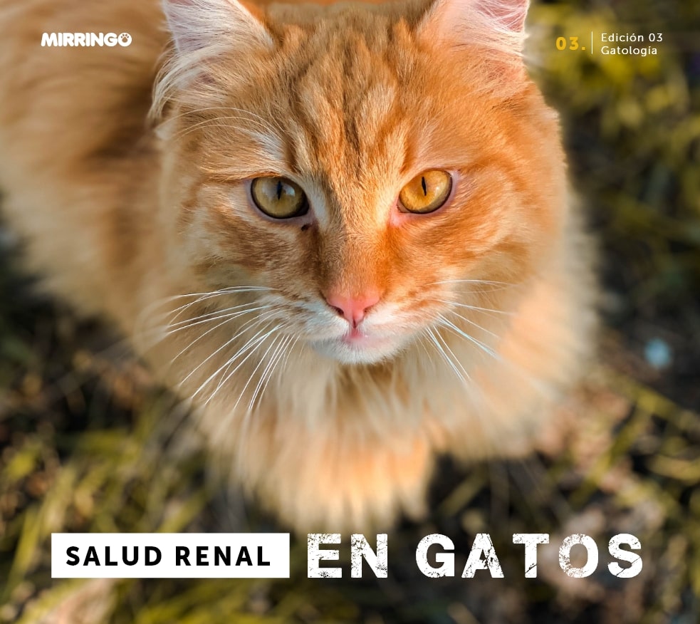 La vuelta al mundo en 80 gatos