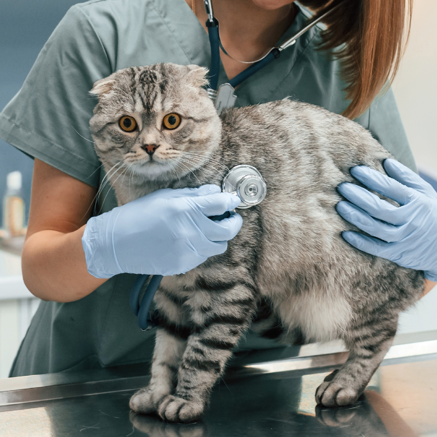 como-se-cura-el-PIF-en-gatos.jpg