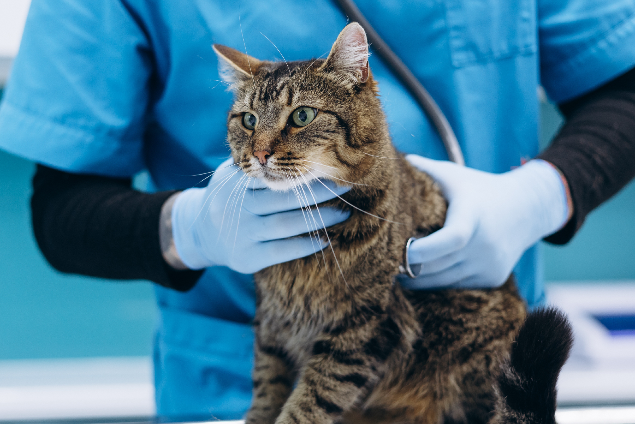 PIF en gatos (peritonitis infecciosa felina)