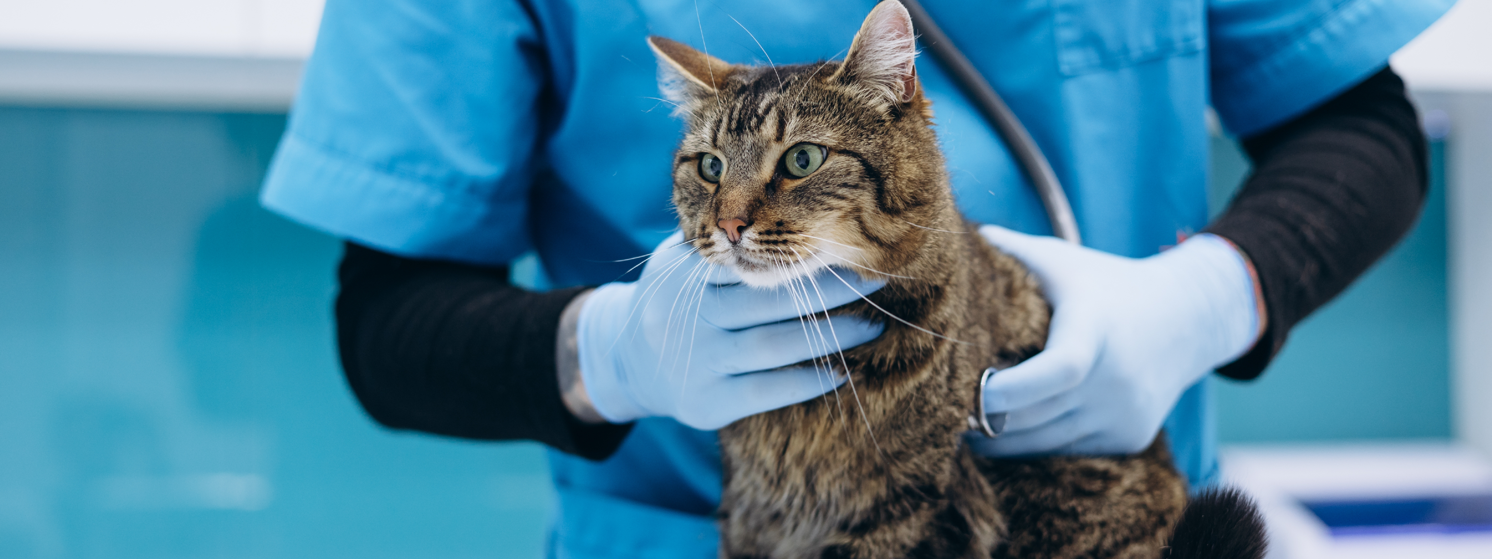 PIF en gatos (peritonitis infecciosa felina)