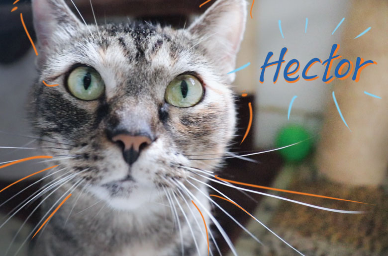  Héctor fue adoptado y es positivo para sida felina
