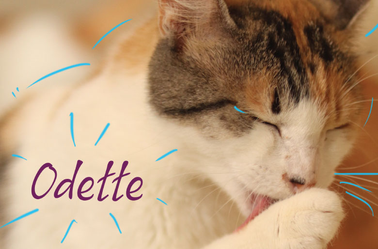  Conoce a la gatita Odette positia para leucemia felina