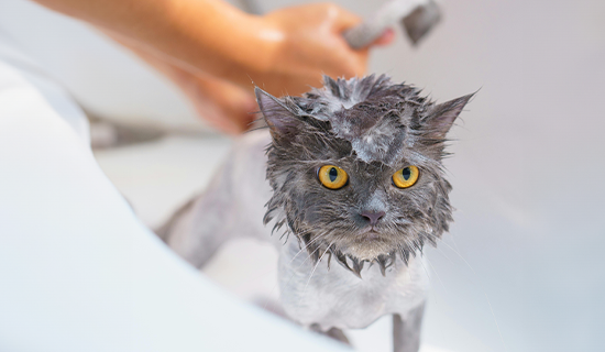 cada cuanto se debe bañar a un gato