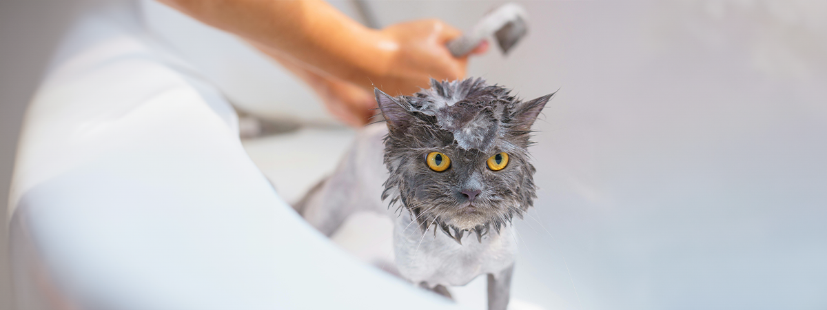 cada cuanto se debe bañar a un gato