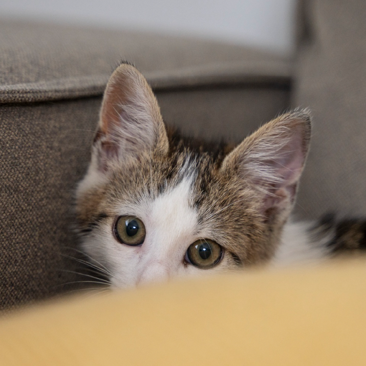 Cómo Ayudar a Tu Gato a Adaptarse a Cambios Frecuentes de Espacio 3 como hacer que un gato se adapte a su nuevo hogar