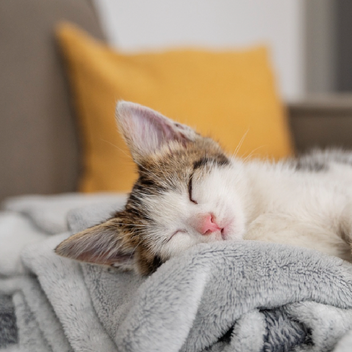 Cómo Introducir a Tu Gato a Nuevos Entornos Sin Estrés 4 como introducir un gatico a casa
