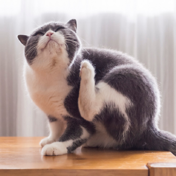 antipulgas-para-gatos-de-2-meses.jpg
