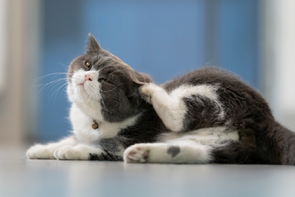 Cual es el mejor antipulgas para gatos