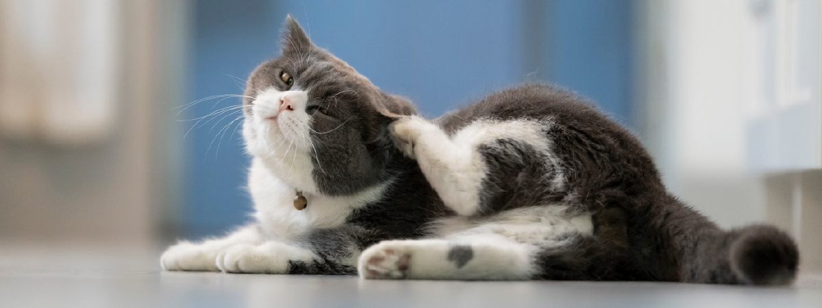 Cual es el mejor antipulgas para gatos