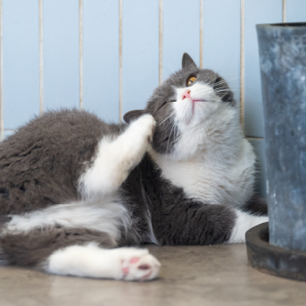 desparasitante-y-antipulgas-para-gatos.jpg