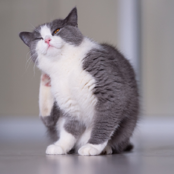 remedio-antipulgas-para-gatos.jpg