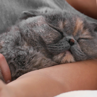 alergias-a-los-gatos-sintomas.jpg