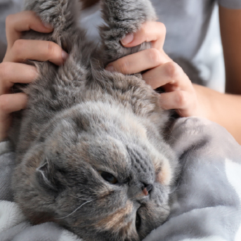 en-la-piel-alergias-a-los-gatos.jpg