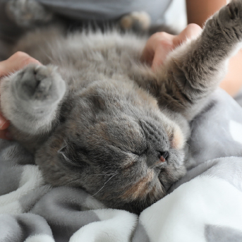 porque-las-personas-son-alergias-a-los-gatos.jpg